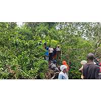 Mangrove Restoration Training - AU-IBAR Collaboration with KMFRI image